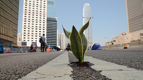 In an urban landscape, a plant is growing from a concrete street. 