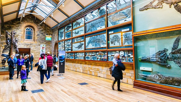 Numerous people walk past museum displays consisting of ancient fossils.