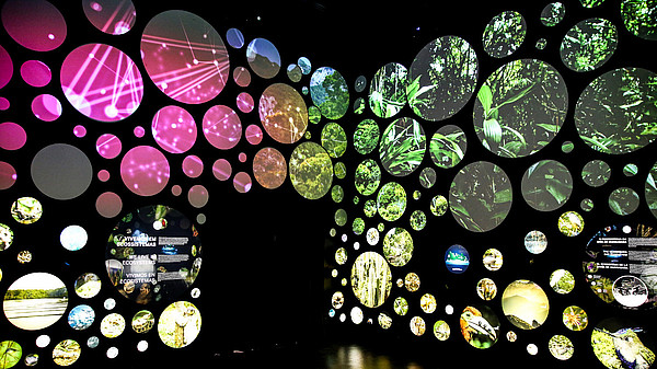 The photograph shows a black museum display with circular holes in a dark room. Behind the holes are illuminated pictures of animals and leafs.