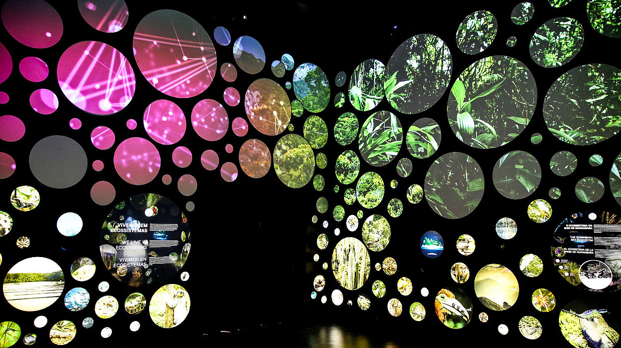  The photograph shows a black museum display with circular holes in a dark room. Behind the holes are illuminated pictures of animals and leafs.
