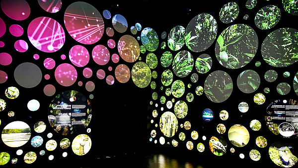 The photograph shows a black museum display with circular holes in a dark room. Behind the holes are illuminated pictures of animals and leafs.